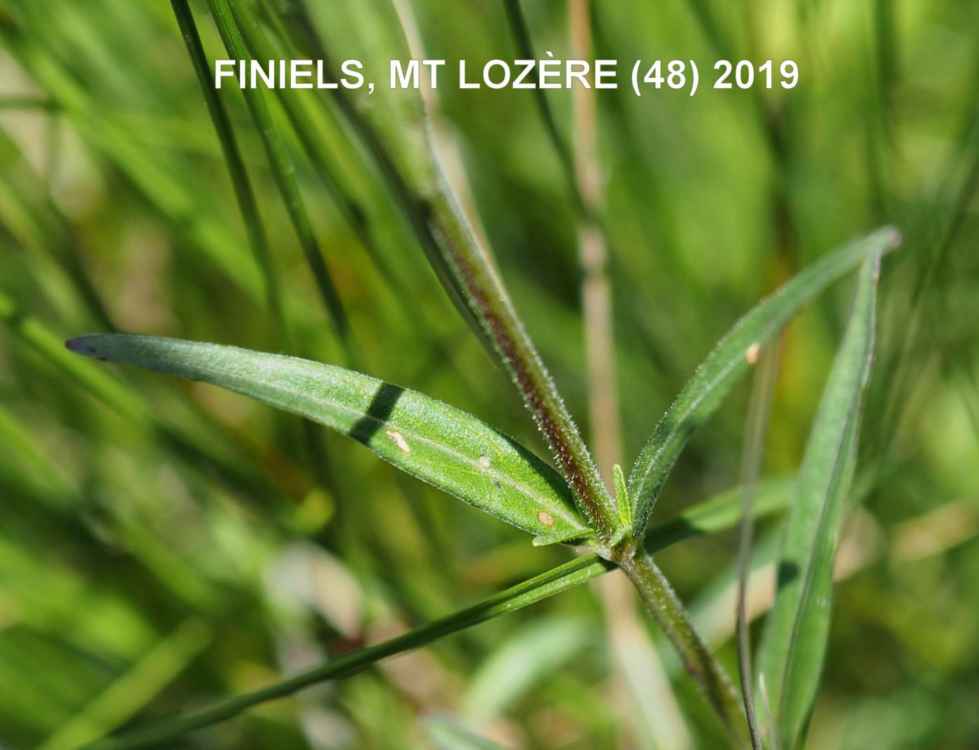 Willow-herb, Marsh leaf